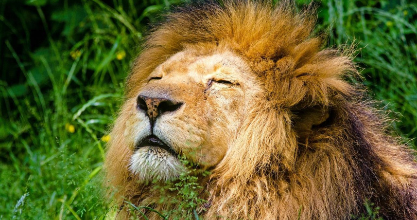 日本動物園發生死亡事件 飼養員疑遭獅子攻擊「慘死籠內血泊中」