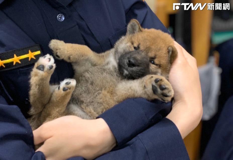 警犬「Q寶」愛撒嬌 一值勤秒變臉緊盯犯人