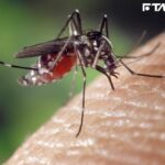 台南頻傳登革熱…已破萬例!此病「現無特效藥」 4症狀儘速就醫