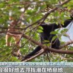 国家林草局:首批五个国家公园保护质量数量双提升